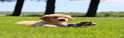 Golden Retriever dogs for sale: Cookie - Ad 8