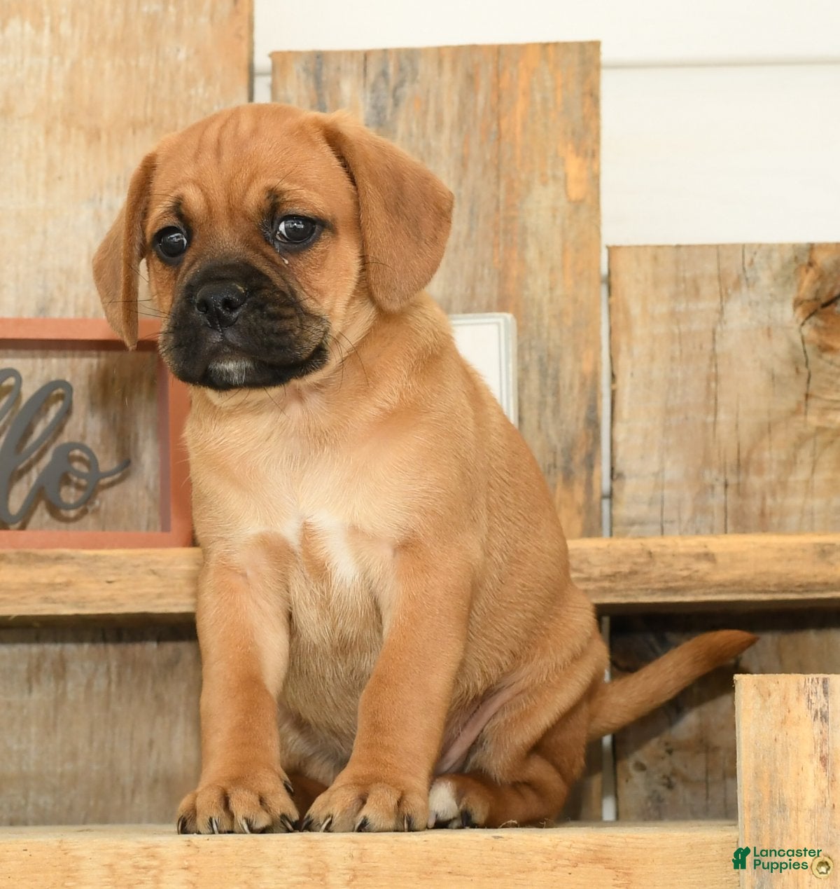 Puggle Puppies for sale Lancaster Puppies