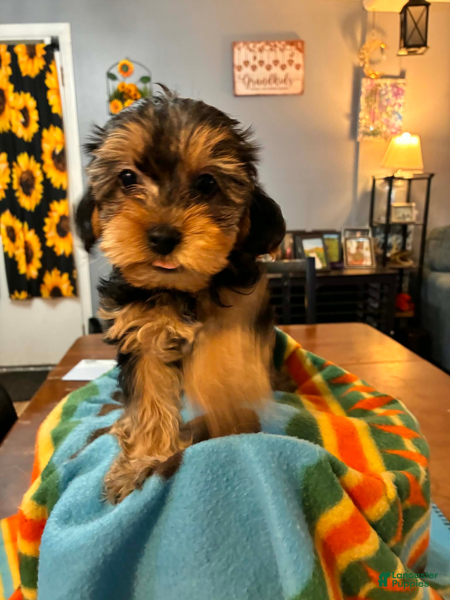 Mixed Breed dogs Mixed Breed Puppy 1 - Ad 41