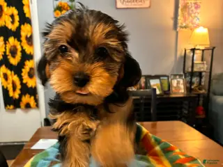 Mixed Breed dogs Mixed Breed Puppy 1 - Ad 41