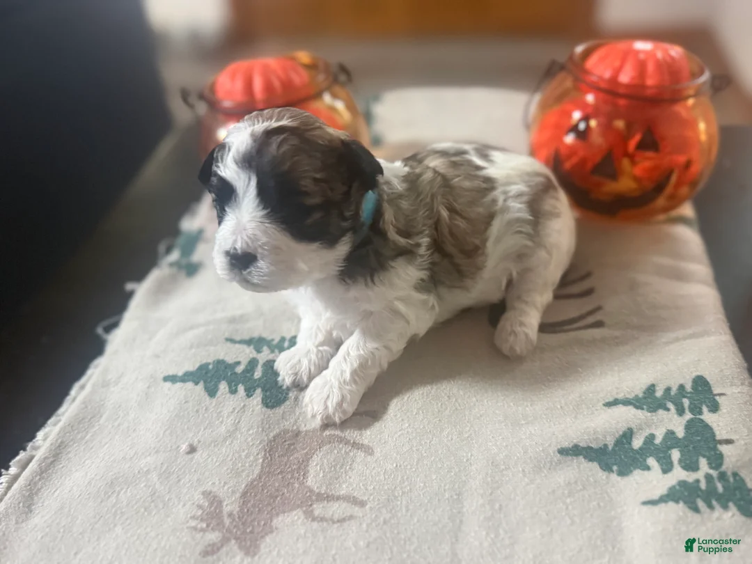 Teddy Bear dogs for sale: Teddy Bear light blue male  - Ad 2