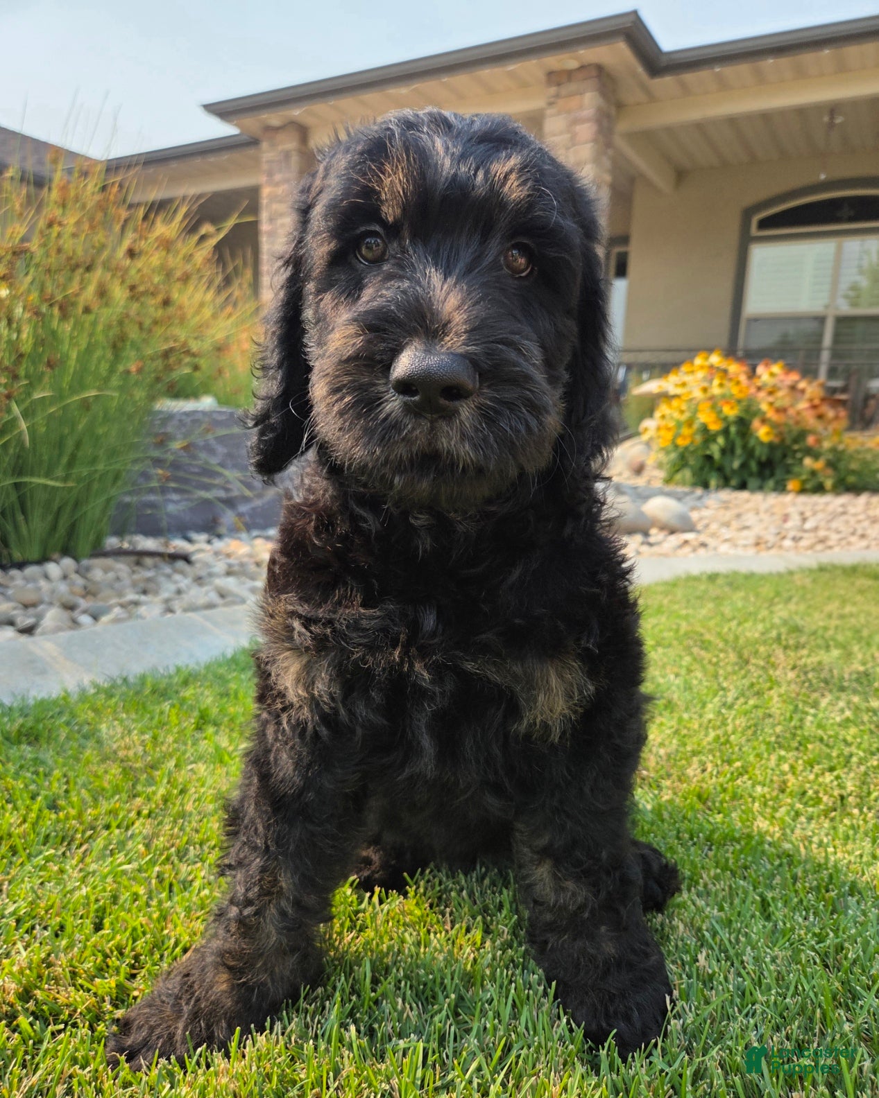 Goldendoodle dogs Jasper - Ad 1