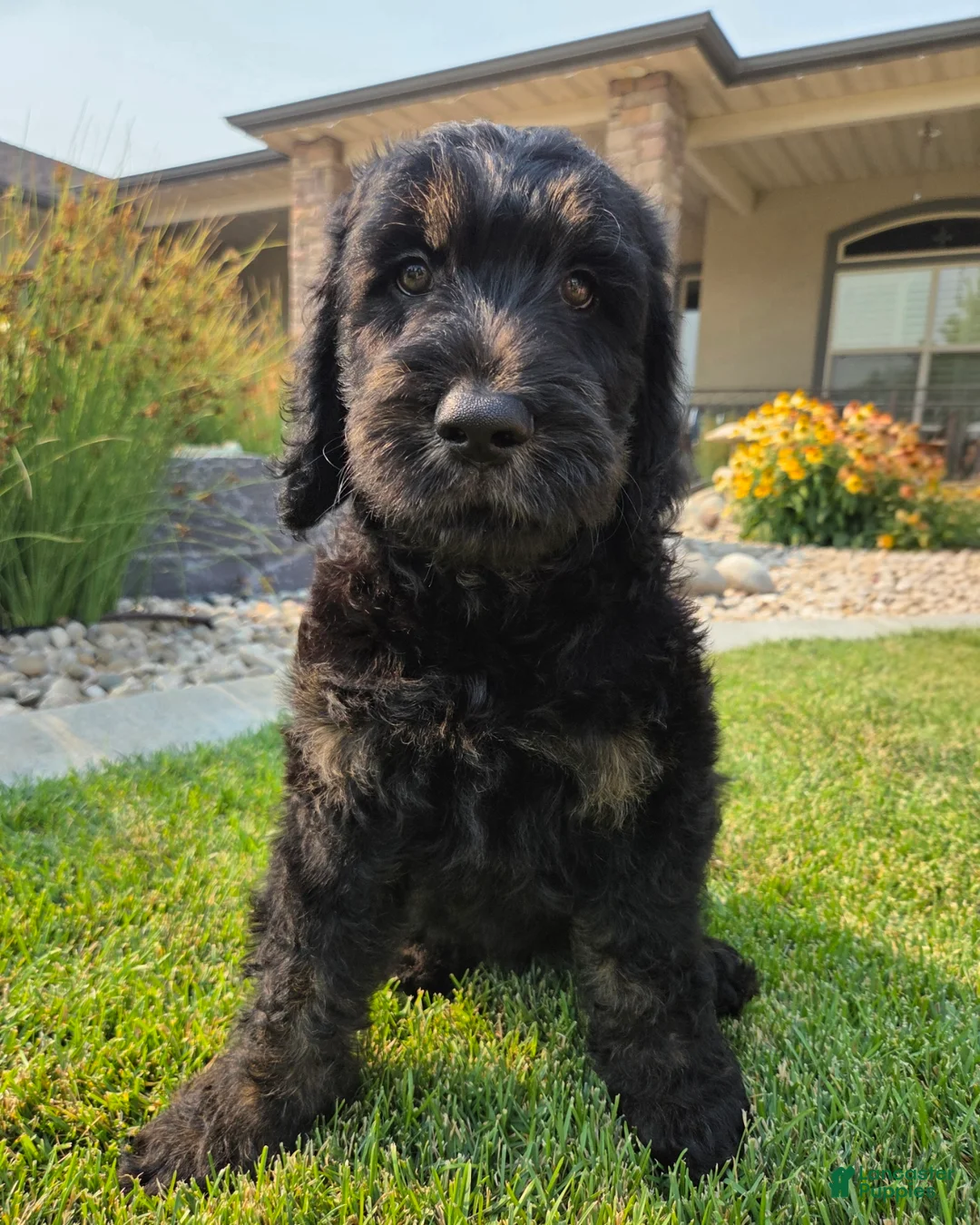Goldendoodle dogs for sale: Jasper - Ad 1