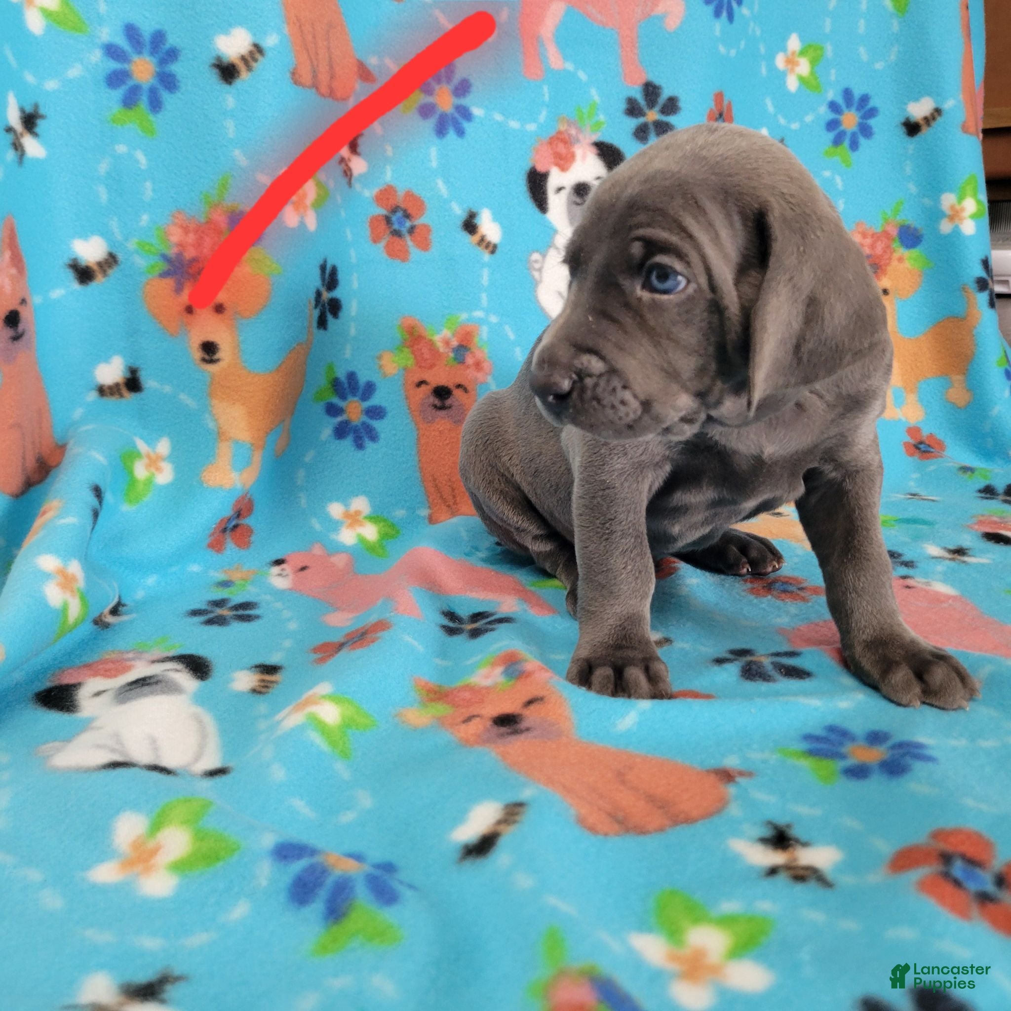 Weimaraner dogs Red - Ad 2