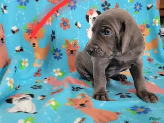 Weimaraner dogs Red - Ad 7