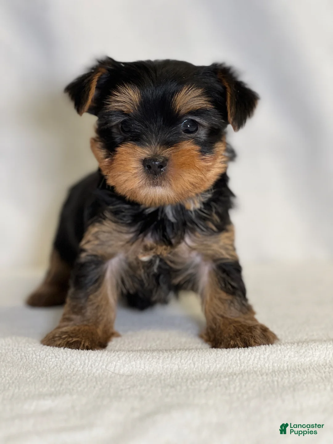 Yorkshire Terrier dogs for sale: Midge - Ad 2