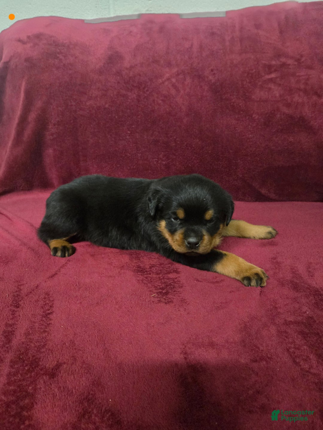 Rottweiler dogs for sale: Buck **Claimed** - Ad 3