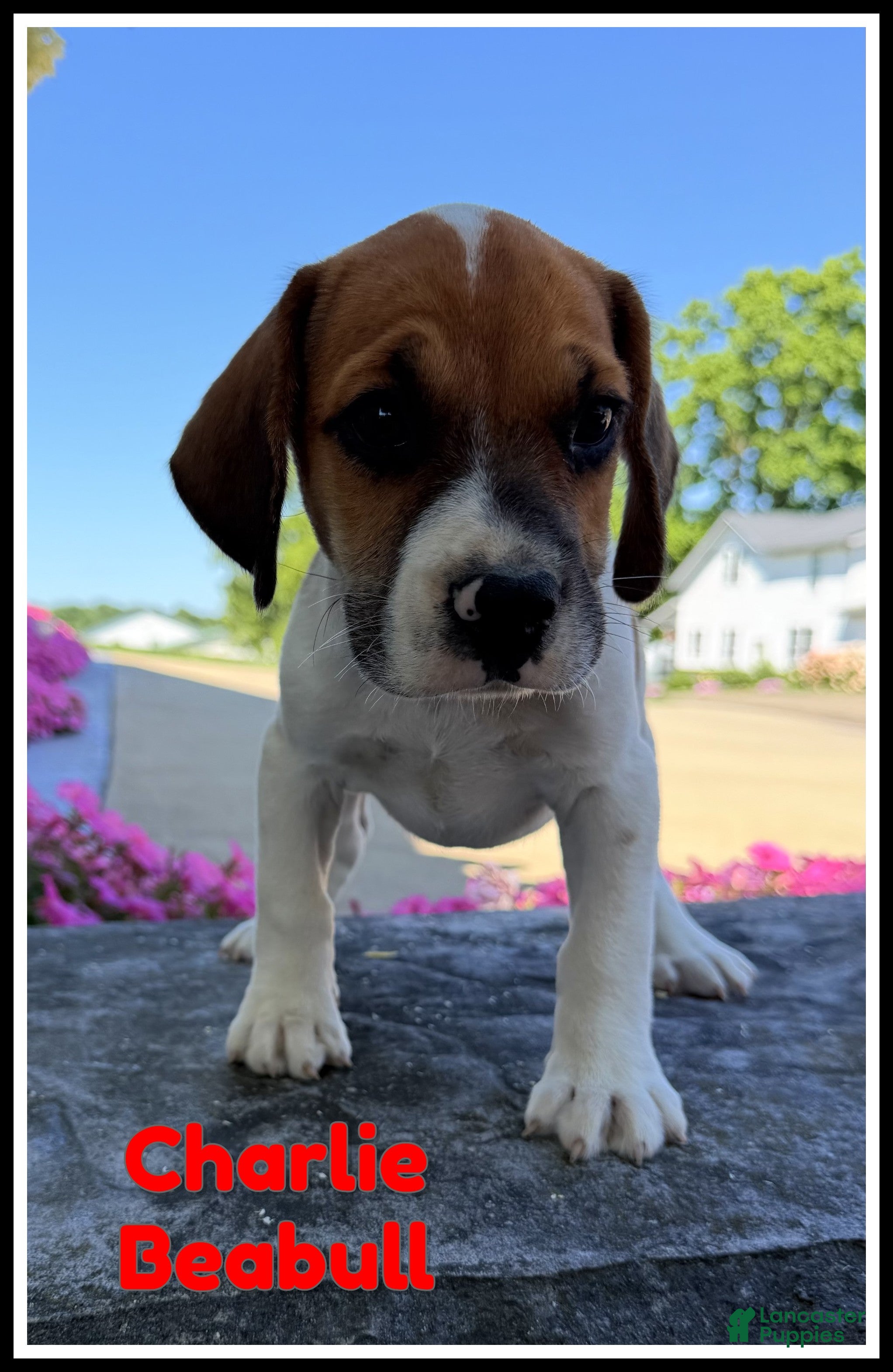 Beabull dogs for sale: Charlie - Ad 3