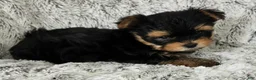 Yorkshire Terrier dogs for sale: Parker - Ad 5
