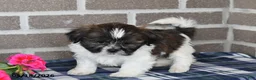 Shih Tzu dogs for sale: Kyle - Ad 3