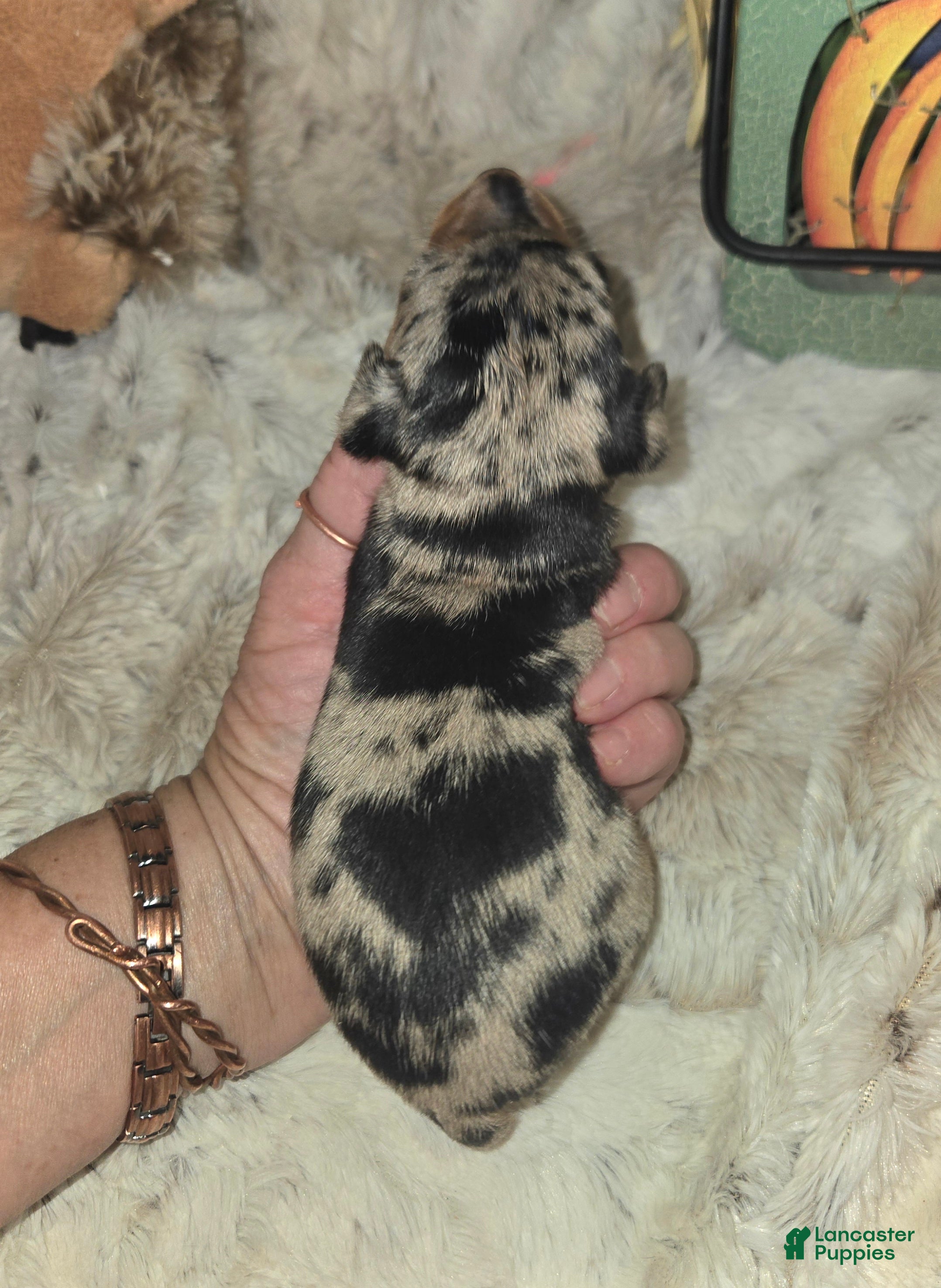 Miniature Pinscher dogs Atlas - Ad 42