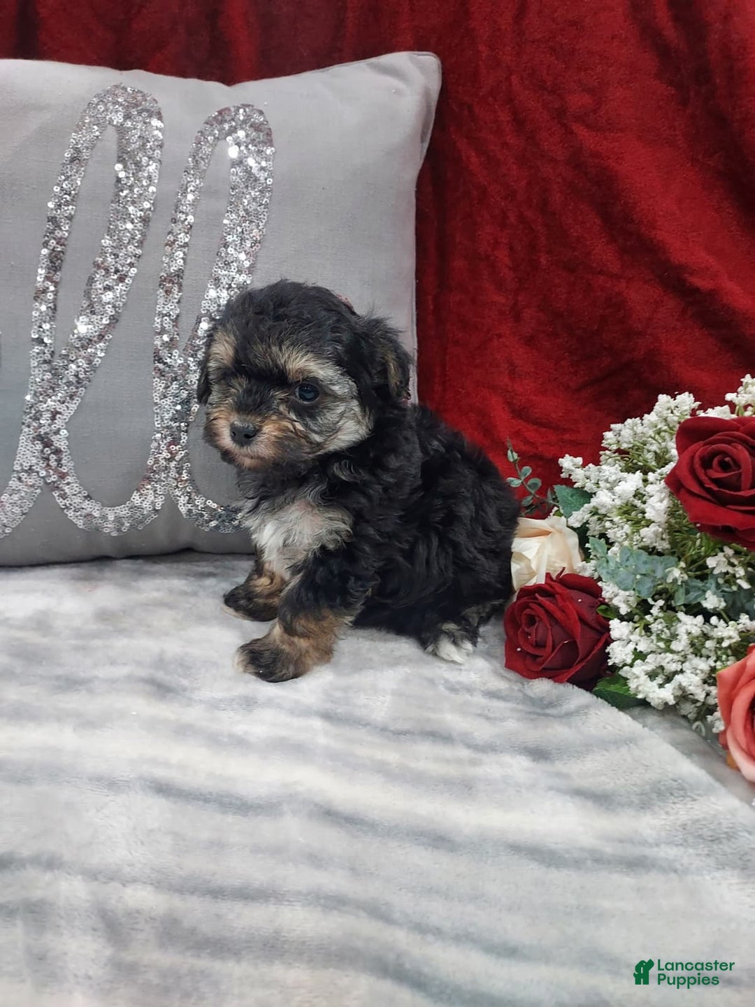 Mixed Breed dogs for sale: Ruby - Ad 3