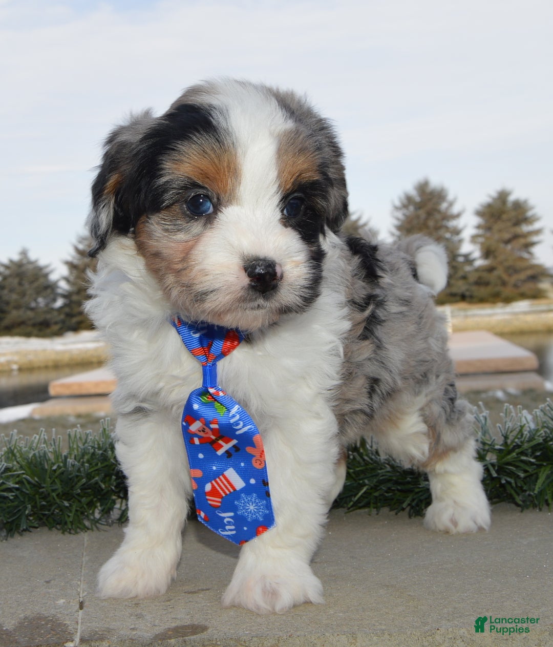 Mini Aussiedoodle dogs for sale: Toy Ace - Ad 13