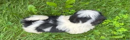 Shih Tzu dogs for sale: Shih Tzu 3 - Ad 9