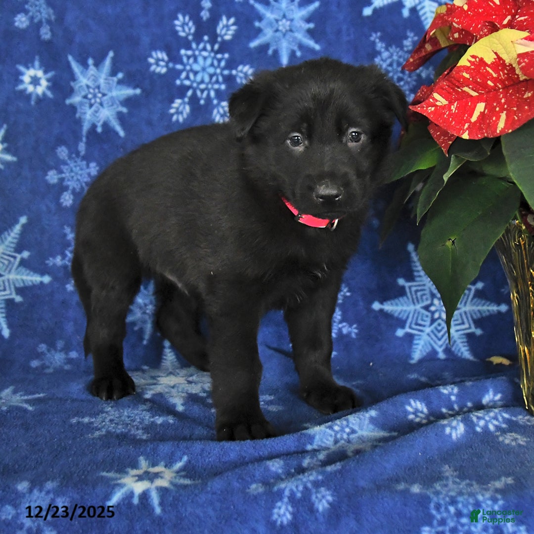 German Shepherd dogs for sale: Nash - Ad 3