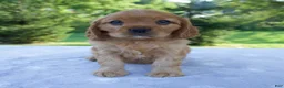 Mixed Breed dogs for sale: Romeo - Ad 1