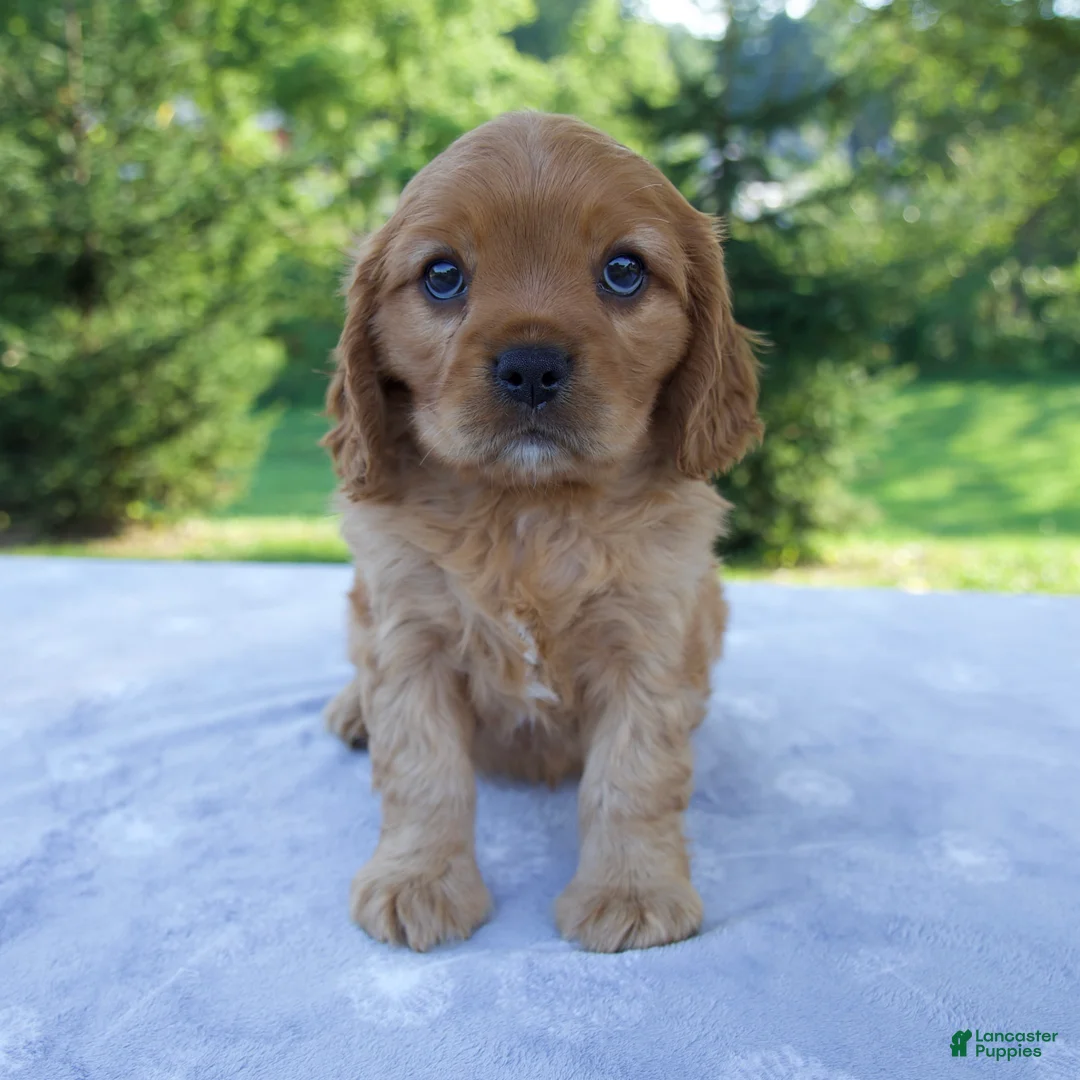 Mixed Breed dogs for sale: Romeo - Ad 1