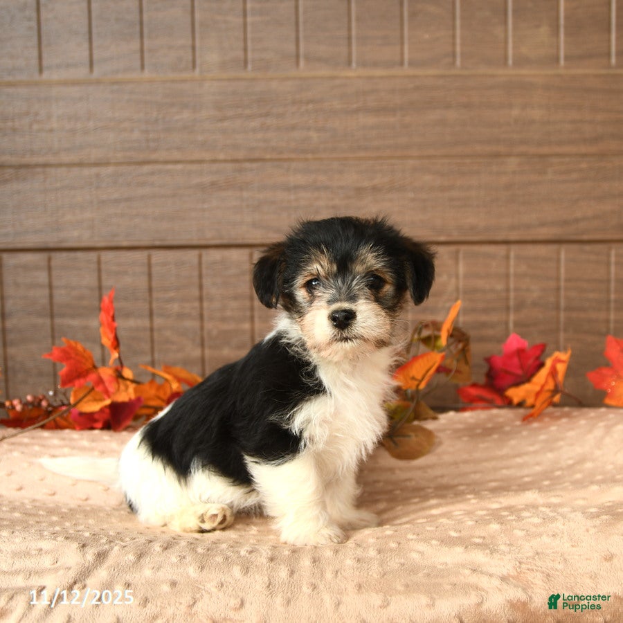 Morkie dogs Jasmine - Ad 28