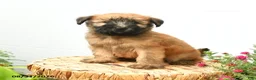 Soft Coated Wheaten Terrier dogs for sale: Chandler - Ad 5