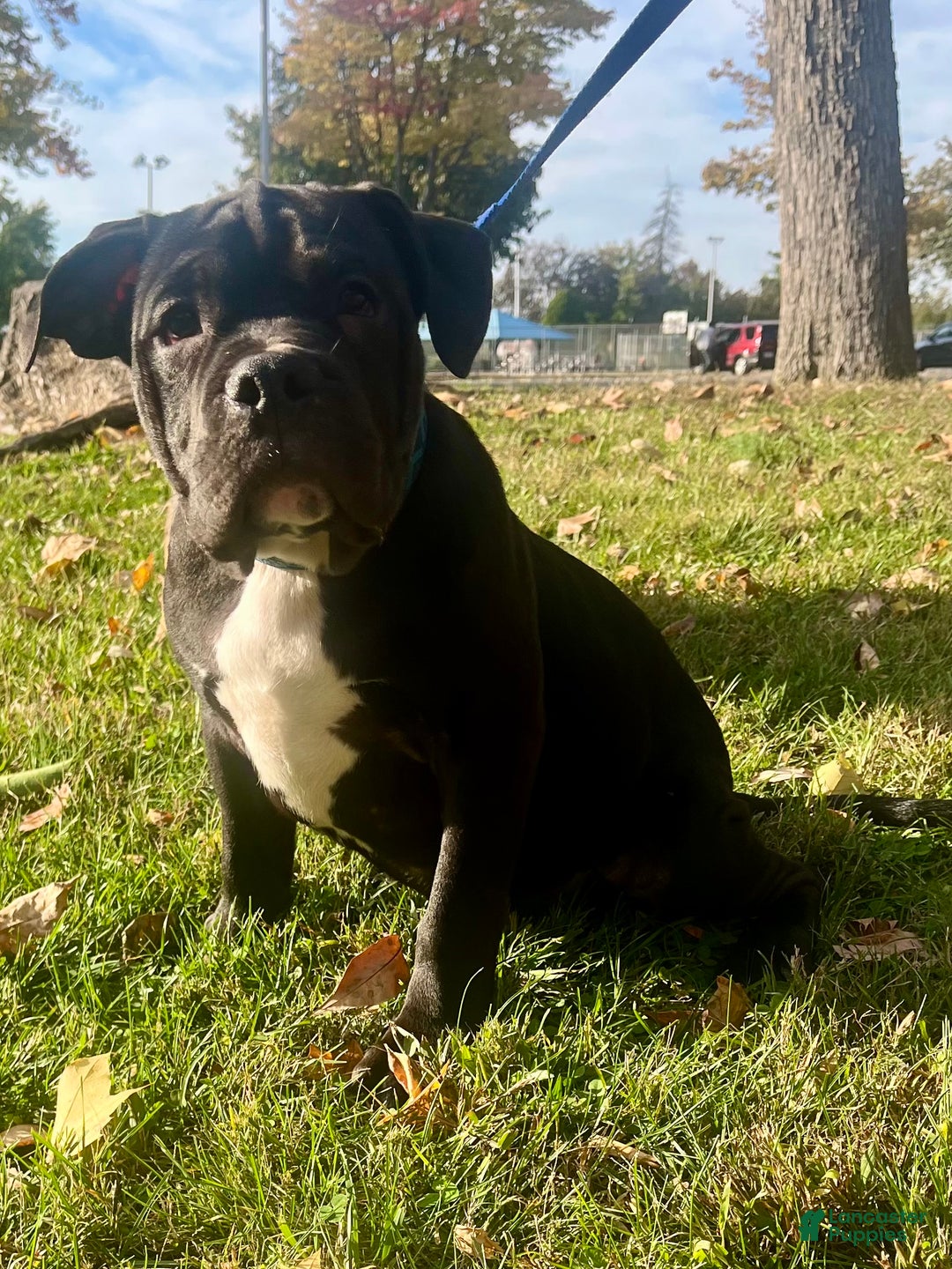 American Bully dogs for sale:  Puppy 1 - Ad 5