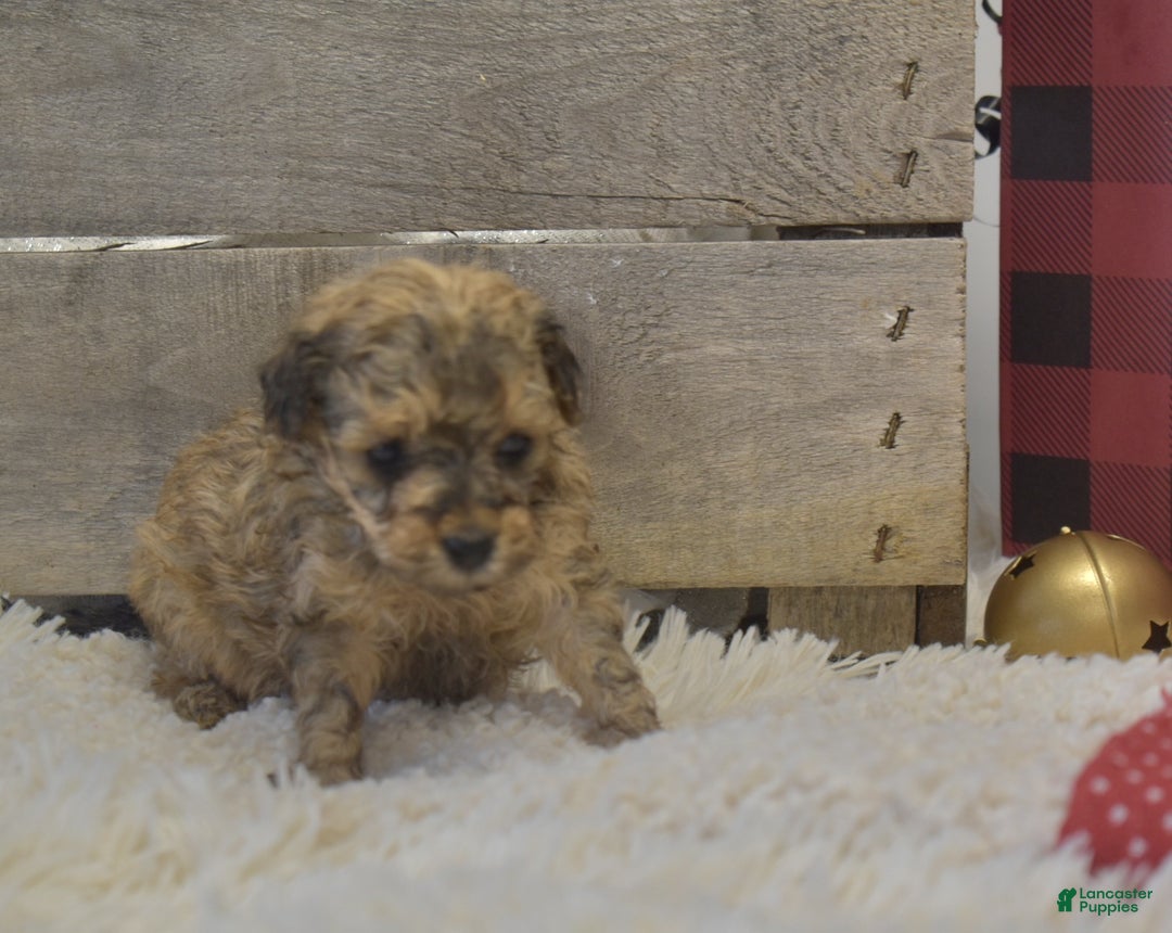 Toy Poodle dogs for sale: Kacie - Ad 9