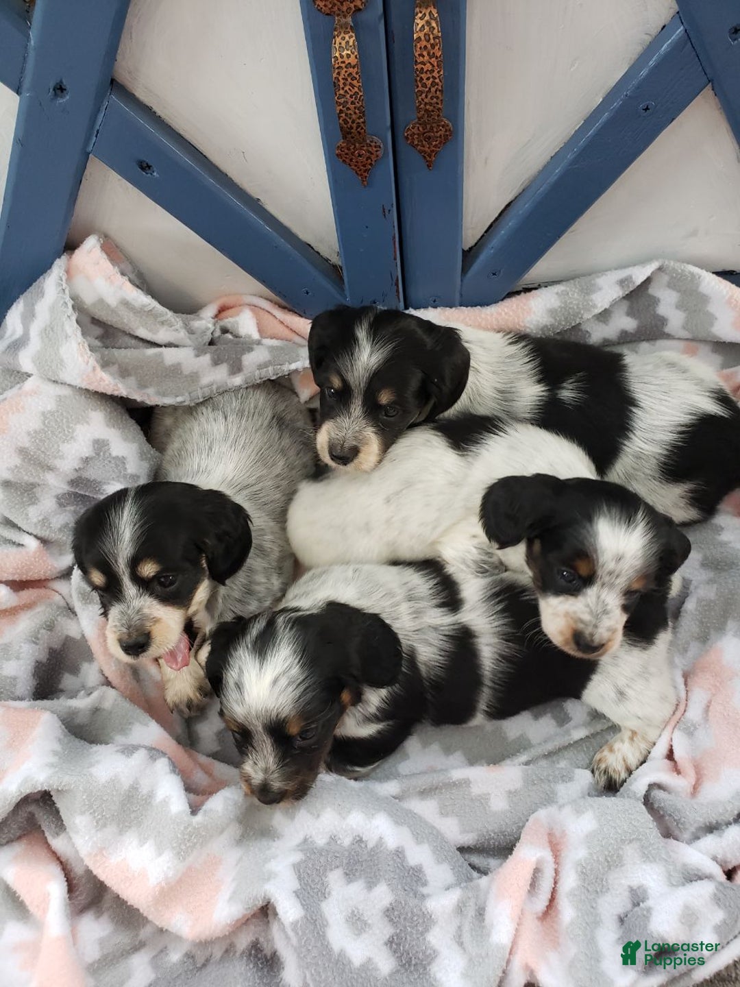 Miniature Dachshund dogs for sale: Ginseng  - Ad 9