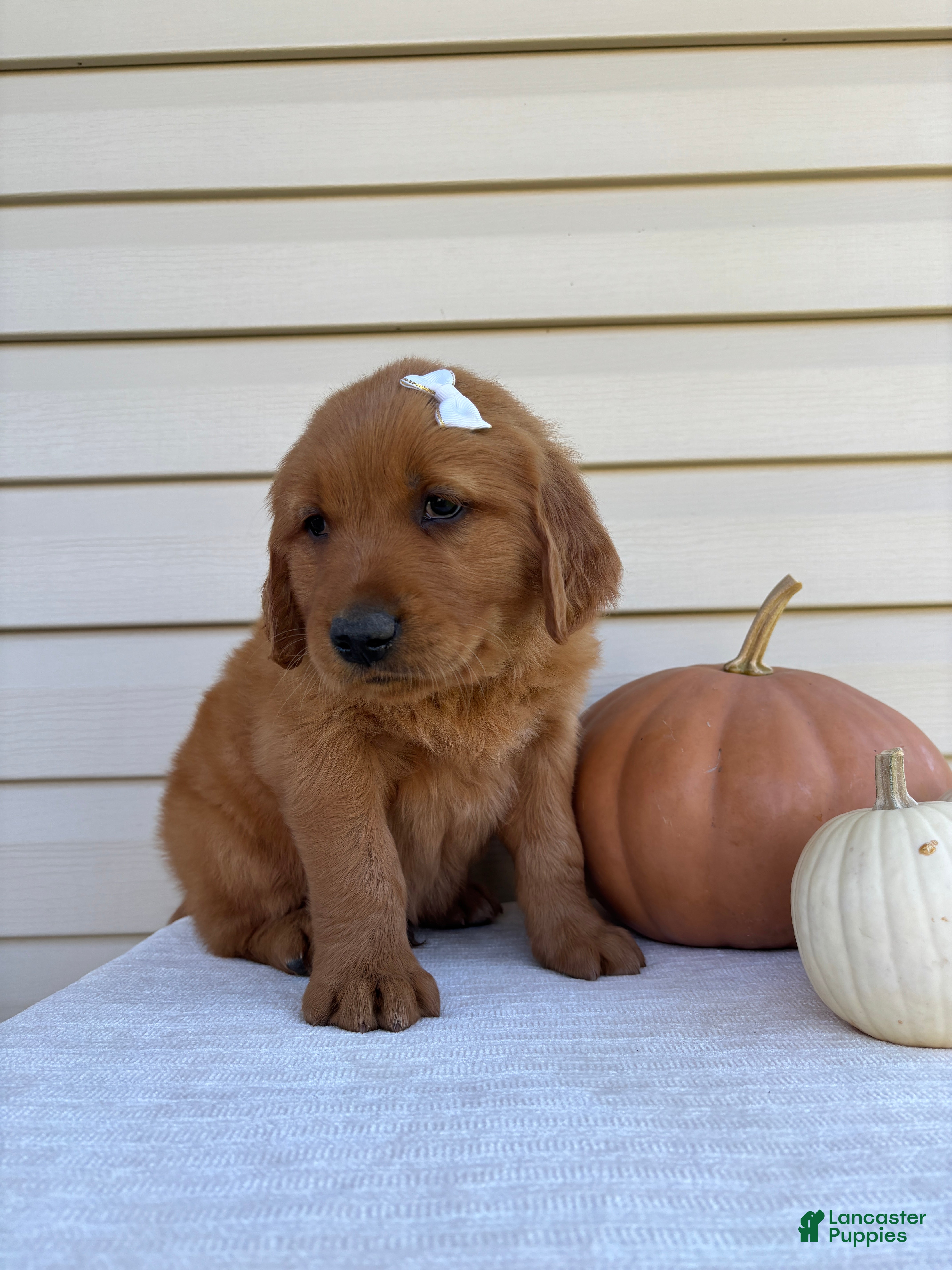 Golden Retriever dogs Rusty - Ad 2