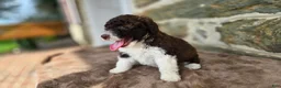 Portuguese Water Dog dogs for sale: Rebecca - Ad 5