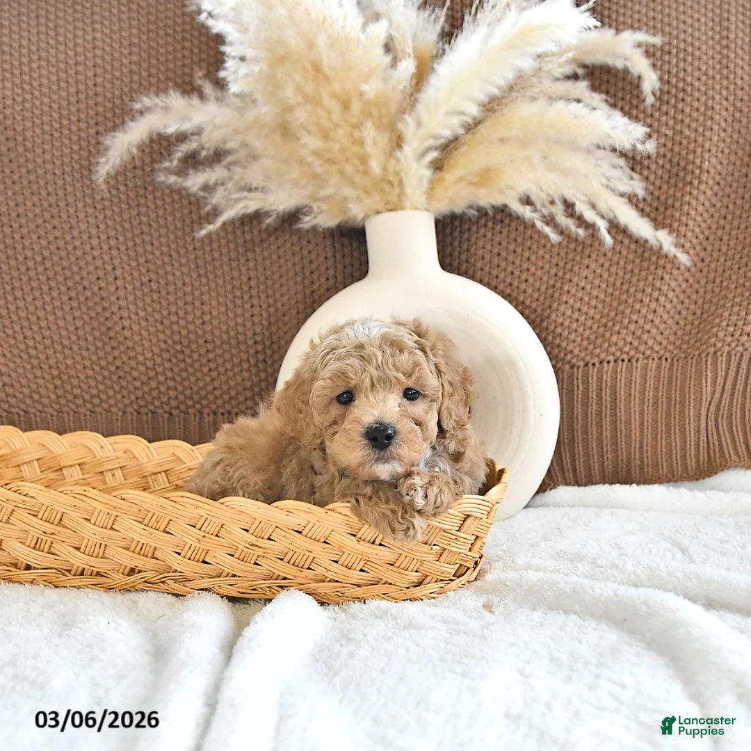 Toy Poodle dogs for sale: Lance  - Ad 2