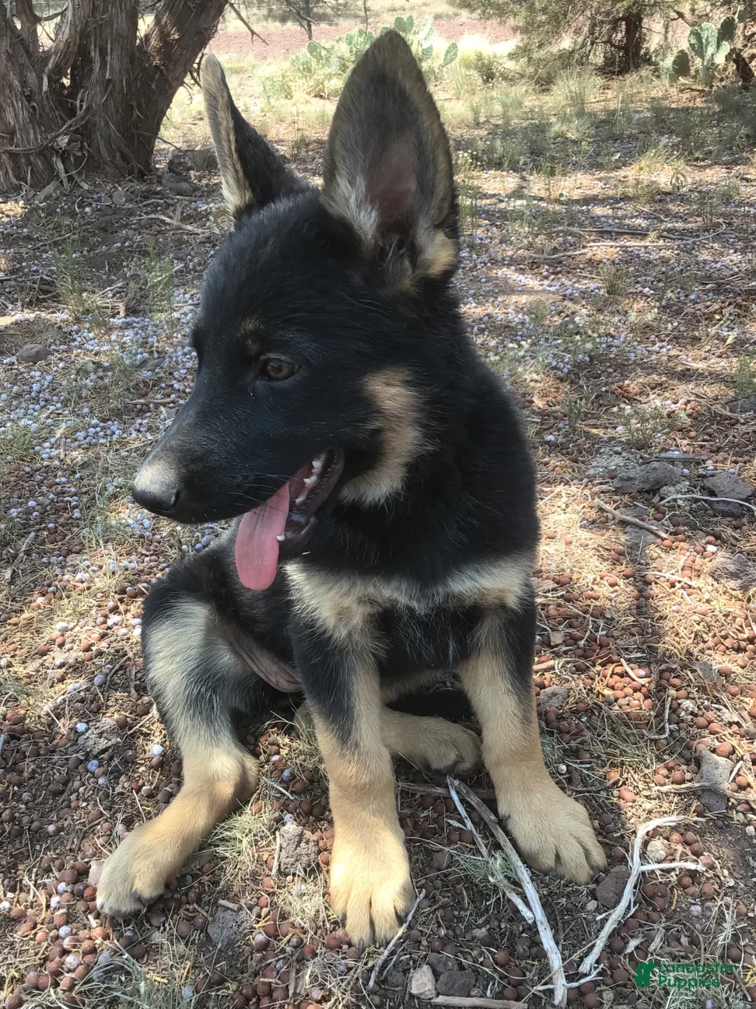 German Shepherd dogs for sale: German Shepherd 4 - Ad 1