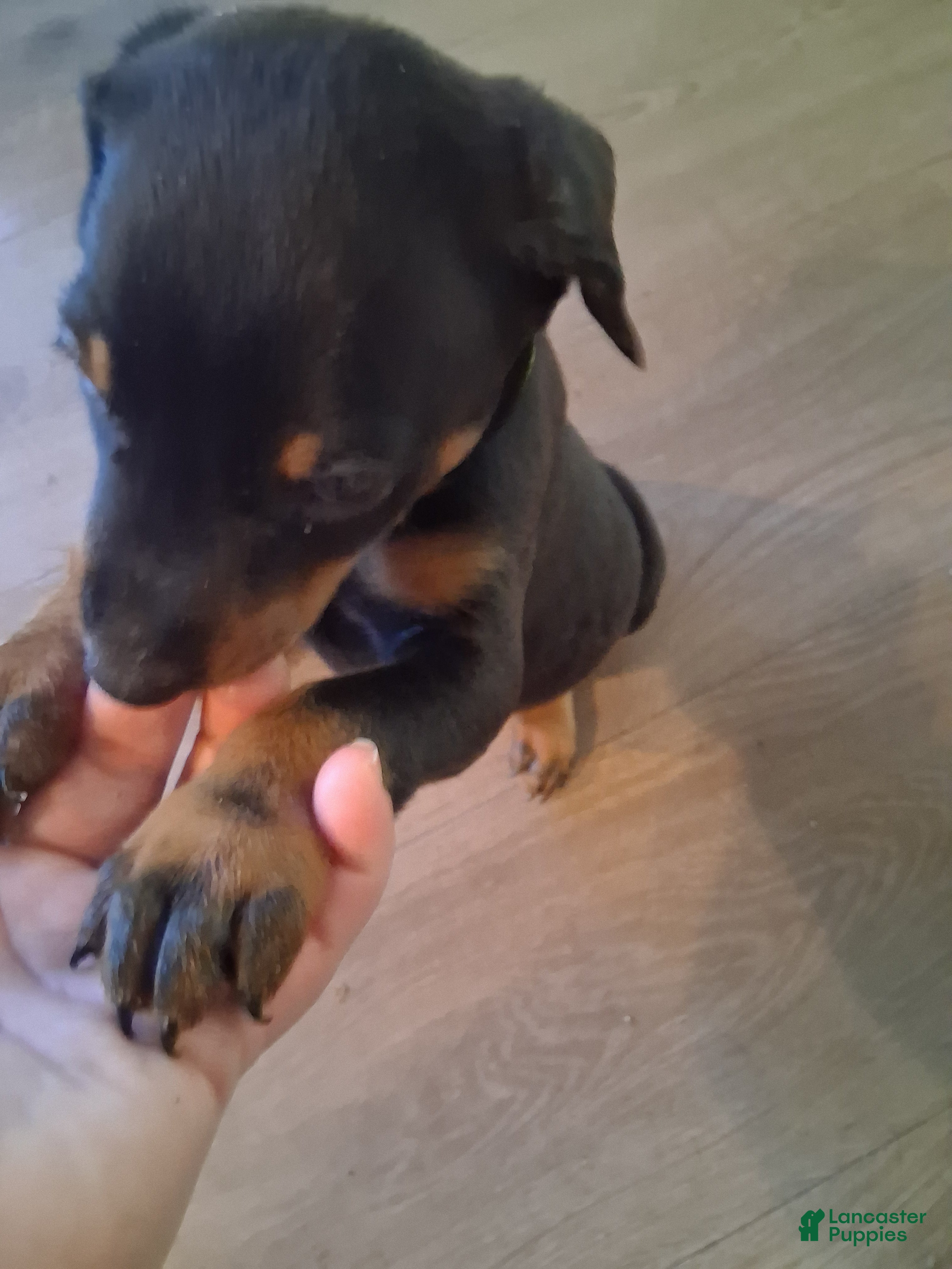 Doberman Pinscher dogs Doberman Pinscher Puppy 4 - Ad 16