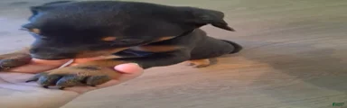 Doberman Pinscher Puppy 4