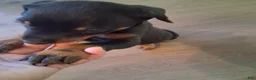 Doberman Pinscher dogs for sale: Doberman Pinscher Puppy 4 - Ad 1