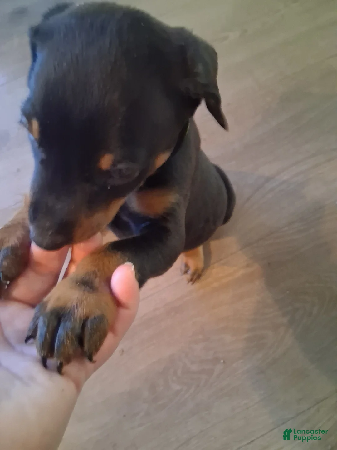 Doberman Pinscher dogs for sale: Doberman Pinscher Puppy 4 - Ad 1