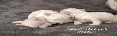 Maltese 1