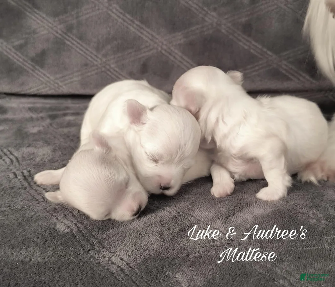 Maltese dogs for sale: Maltese 1 - Ad 1