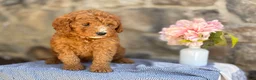 Goldendoodle dogs for sale: Milkshake - Ad 5