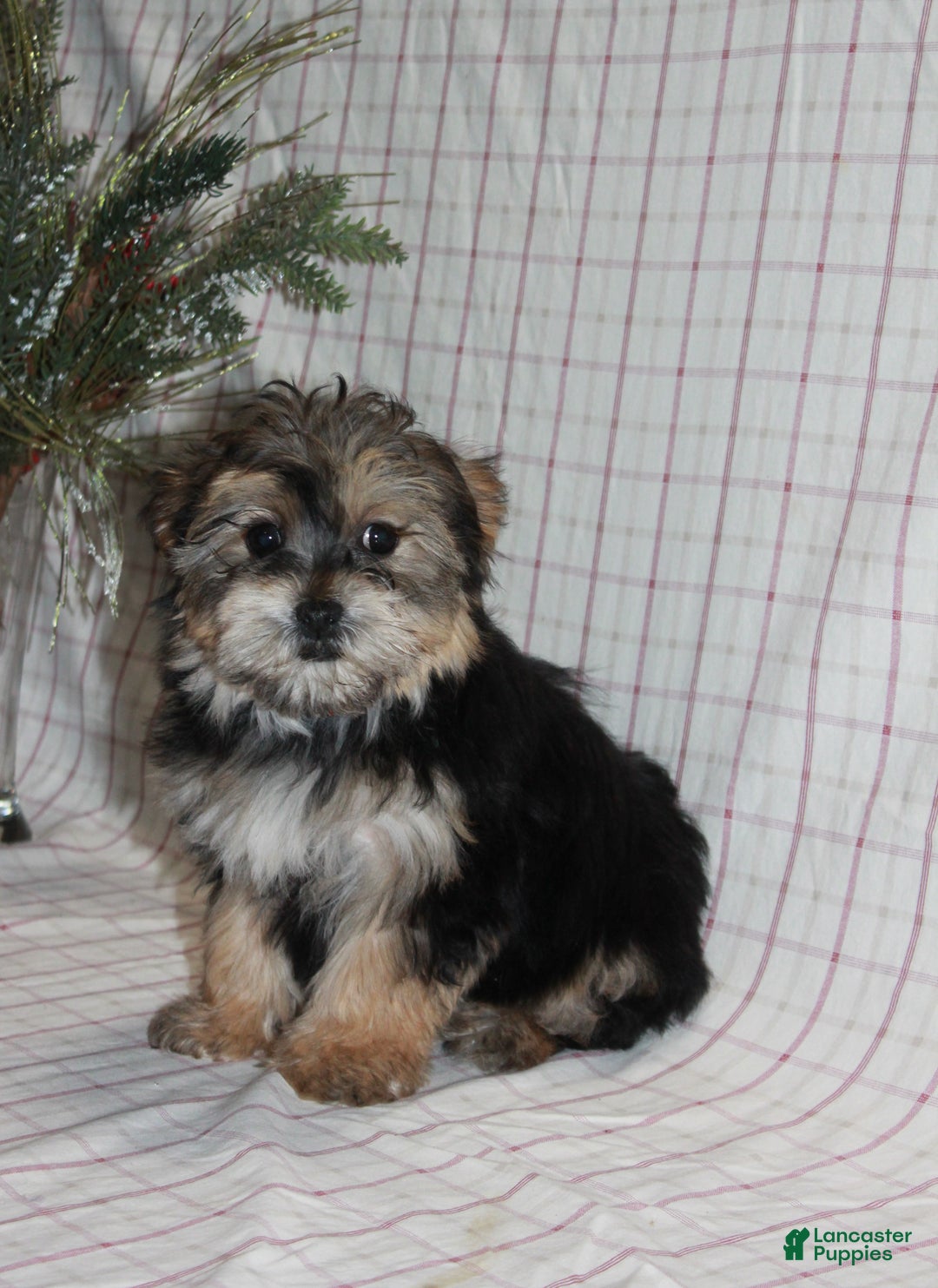 Yochon dogs for sale: Penny - Ad 2