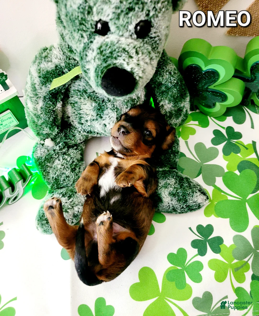 Miniature Dachshund dogs for sale: Romeo - Ad 5