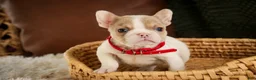 French Bulldog dogs for sale: Romeo - Ad 4