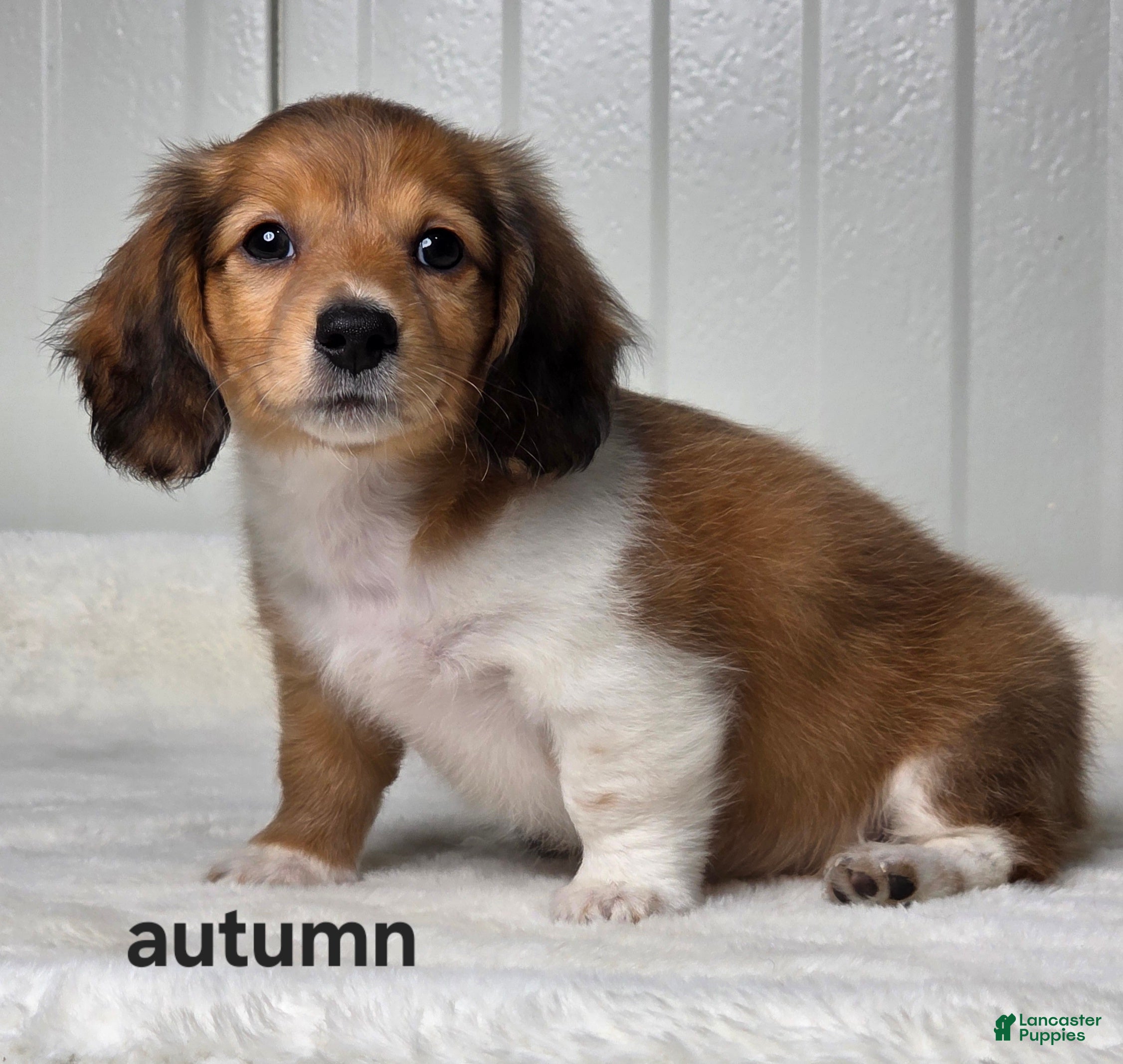 Miniature Dachshund dogs Autumn  - Ad 1