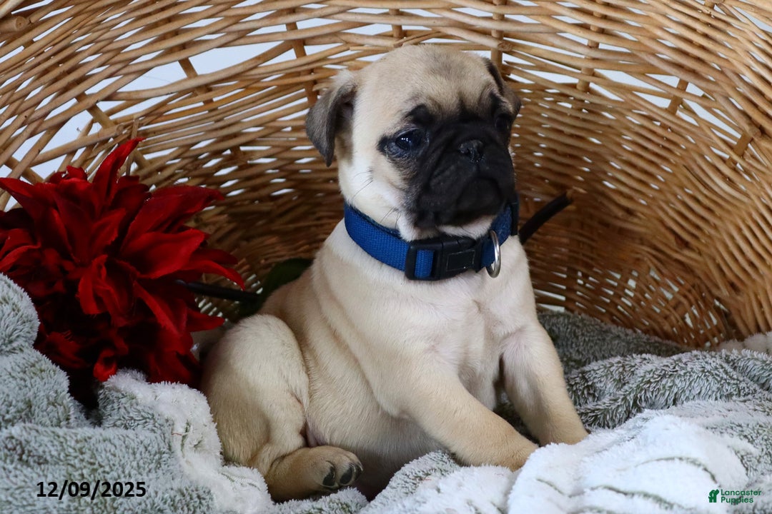 Pug dogs for sale: Molly - Ad 5