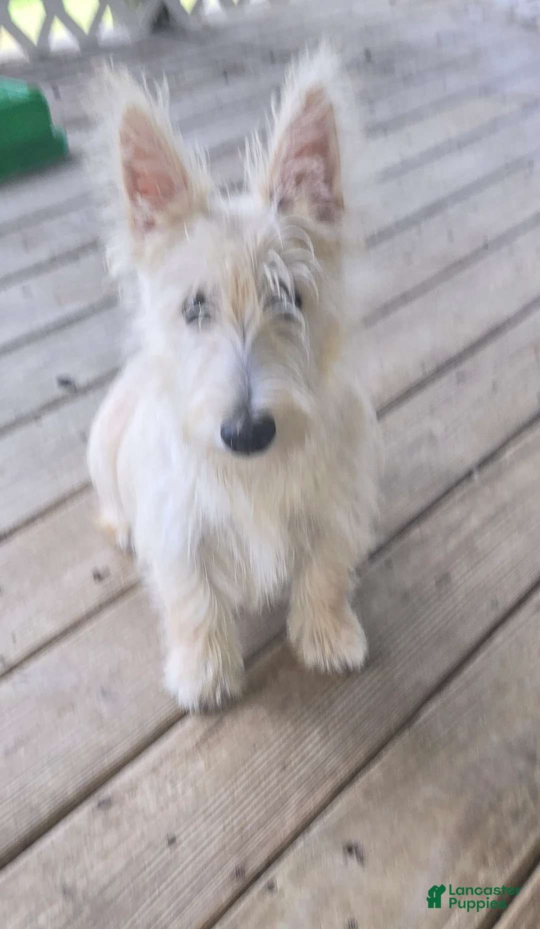 Scottish Terrier dogs for sale: Scottish Terrier 1 - Ad 3