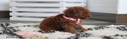 Toy Poodle dogs for sale: Pearl - Ad 8