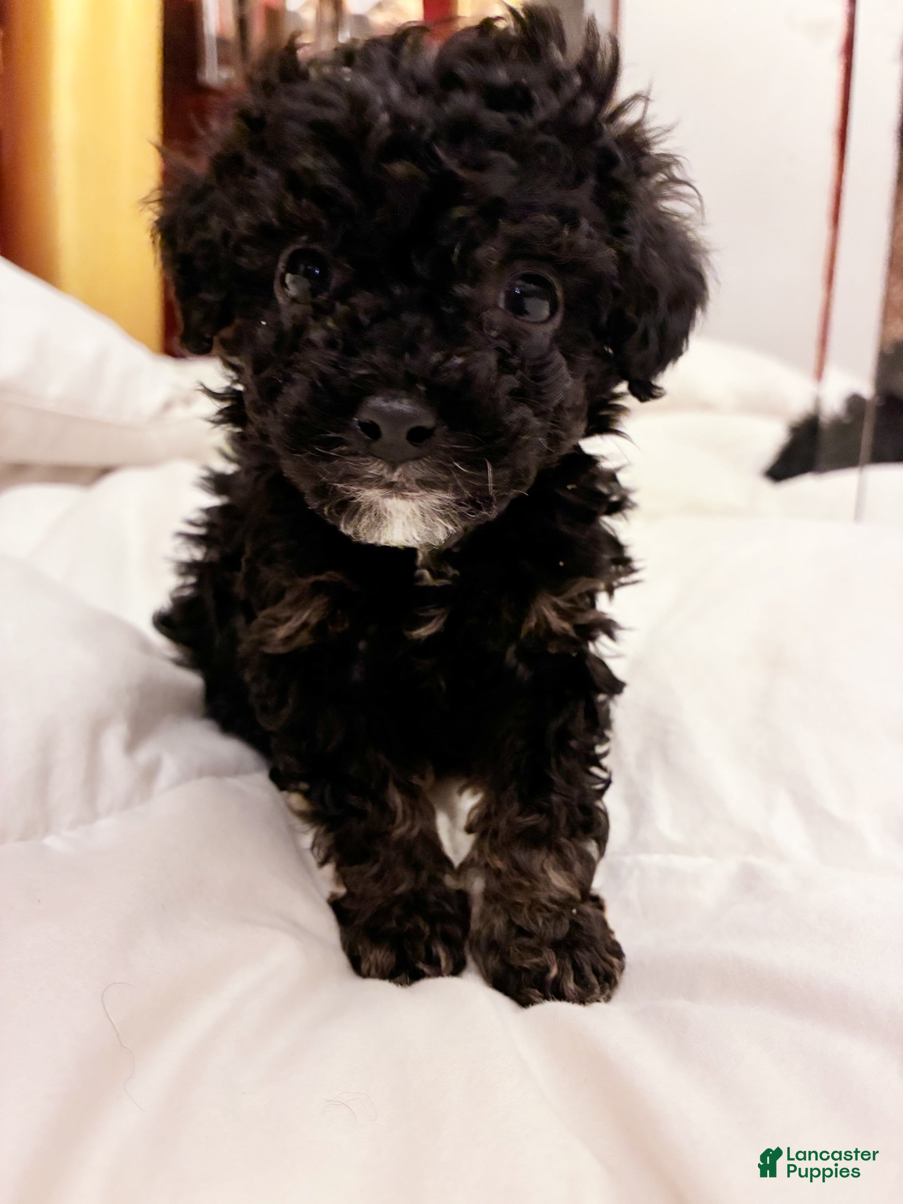 Toy Poodle dogs Iras Tut , Toy Poodle Puppy  - Ad 1