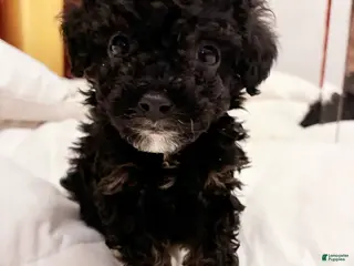 Toy Poodle dogs Iras Tut , Toy Poodle Puppy - Ad 1