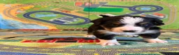 Bernese Mountain Dog dogs for sale: Teal - Ad 3