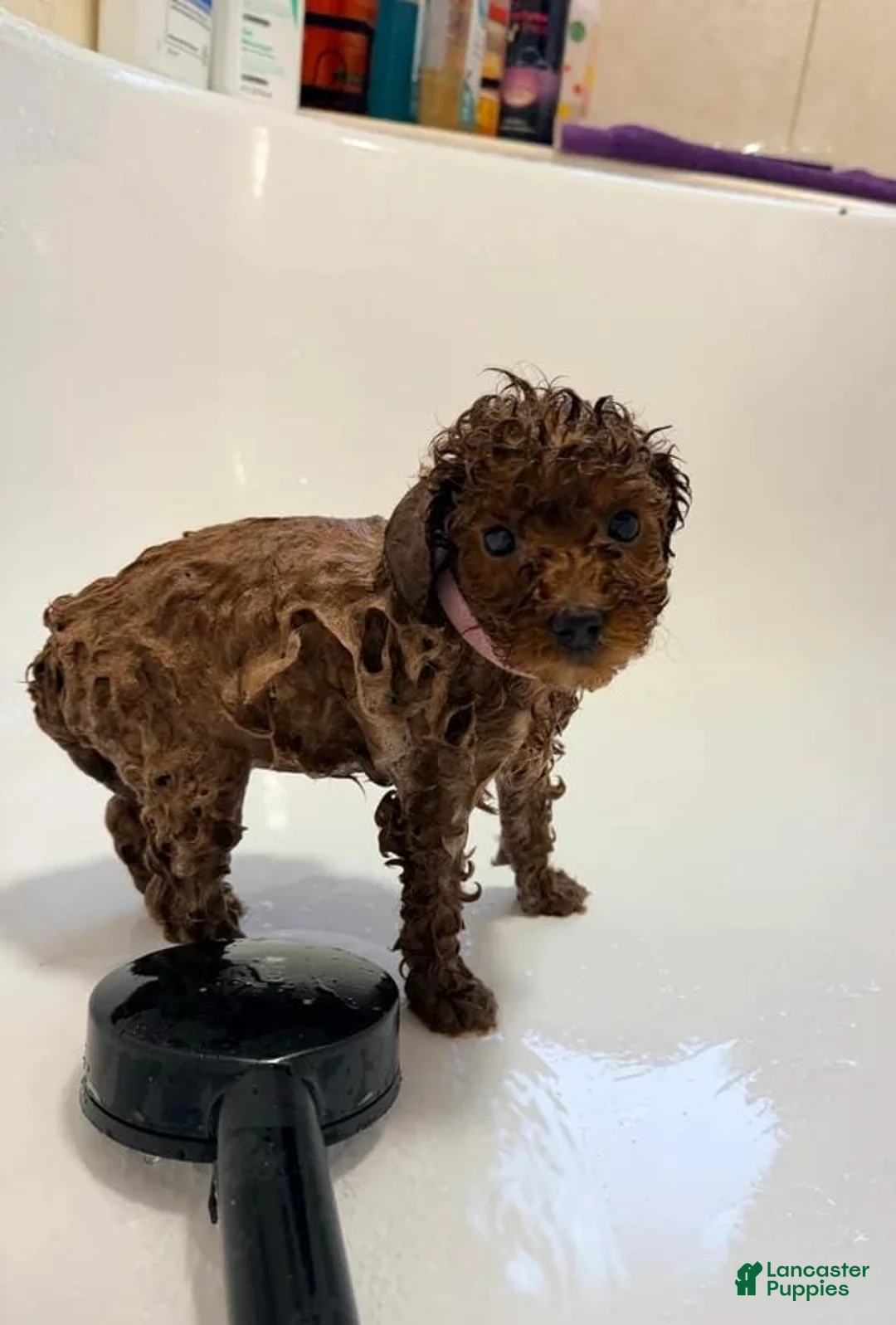 Cavapoo dogs for sale: Nicky - Ad 10