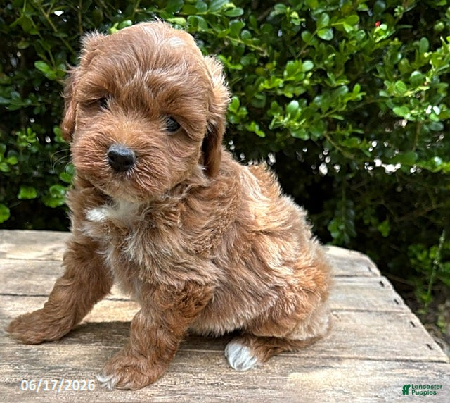 Mini Goldendoodle dogs Brinley - Ad 2