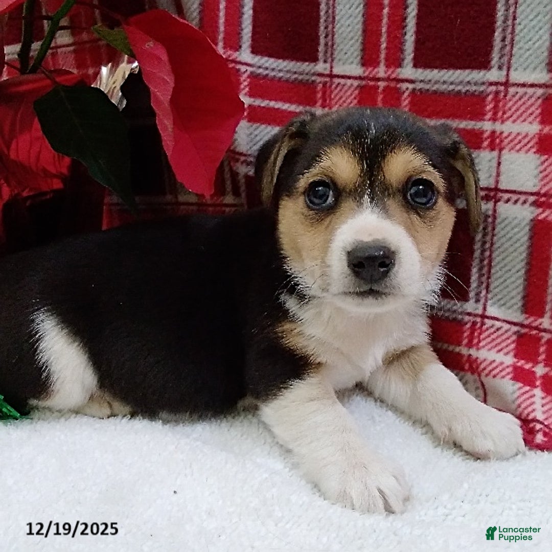 Mixed Breed dogs for sale: Tommy - Ad 1